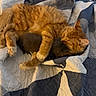 cat, orange_cat, kitten, sleeping, cuddling, fluffy, fur, paw, whiskers, ears, bed, blanket, quilt, cozy, indoors, pet, relaxed, cute, companionship, warm_colors