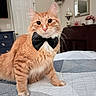 Garfield joined the competition — help win amazing prizes! cat, orange_cat, tabby, fluffy, bow_tie, collar, pet, animal, sitting, bed, quilt, bedroom, indoor, portrait, whiskers, ears, green_eyes, furry, home_decor, cute
