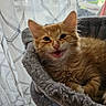 Garfield is registered to the contest to win money with this photo: cat, kitten, orange_cat, fluffy, feline, pet, animal, open_mouth, whiskers, ears, eyes, fur, gray_bed, cozy, indoors, curtains, window, daylight, portrait, cute