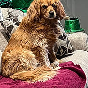 Kaptyn joined the competition — help win amazing prizes! dog, pet, golden_fur, long_hair, sofa, couch, blanket, throw_blanket, pillow, indoor, living_room, portrait, sitting, looking_at_camera, calm, tail, paw, ears, fur_texture, home_decor