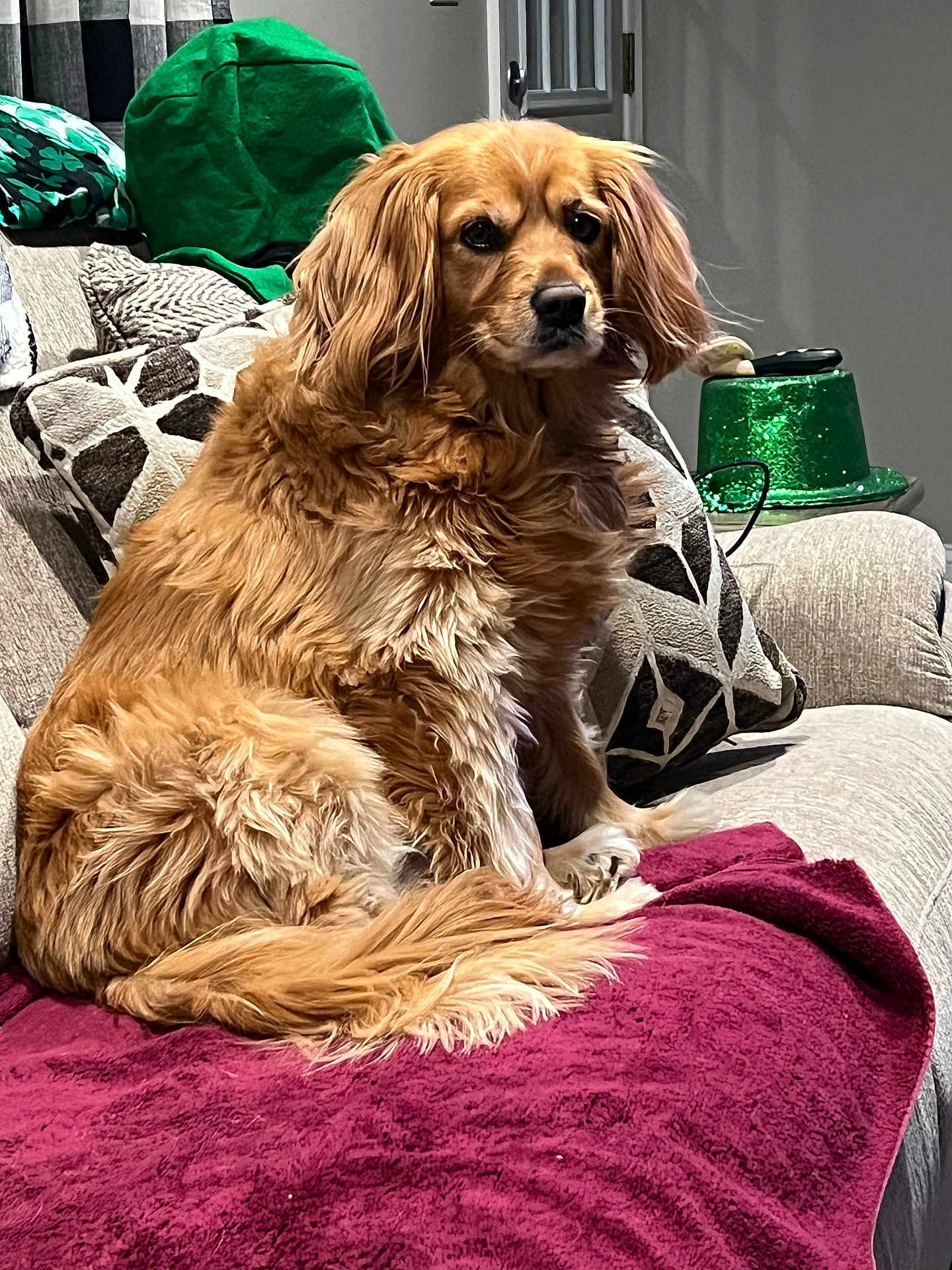 Kaptyn joined the competition — help win amazing prizes! dog, pet, golden_fur, long_hair, sofa, couch, blanket, throw_blanket, pillow, indoor, living_room, portrait, sitting, looking_at_camera, calm, tail, paw, ears, fur_texture, home_decor