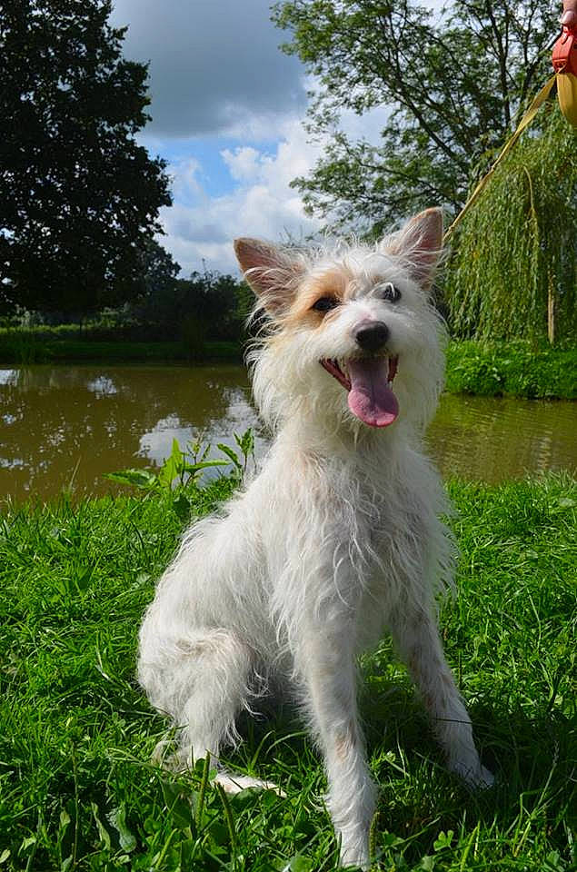 Lucky a rejoint le concours — aidez-le/la à gagner de superbes lots ! cairn_terrier, canidae, carnivore, companion_dog, dog, dog_breed, grass, grass_family, lawn, non_sporting_group, pond, small_terrier, snout, terrier, tongue, toy_dog, vertebrate, west_highland_white_terrier, wetland, working_dog