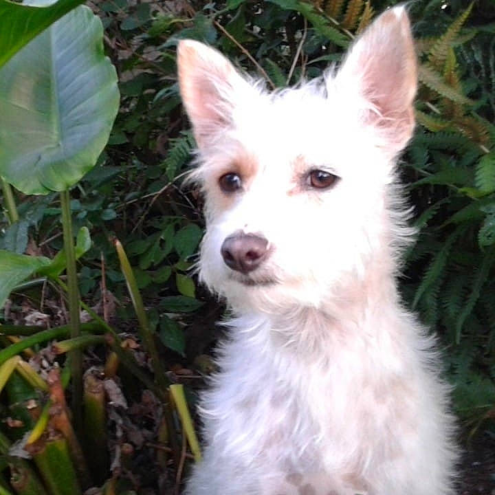 Lucky a rejoint le concours — aidez-le/la à gagner de superbes lots ! ancient_dog_breeds, canidae, canis, carnivore, companion_dog, dog, dog_breed, fur, grass_family, perennial_plant, subshrub, terrestrial_plant, vertebrate, working_animal, working_dog