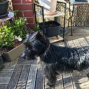 Taiko participe au concours pour gagner de l'argent avec cette photo : alert, animal, backyard, black_dog, brick_wall, canine, daylight, dog, fur, garden, greenery, metal_furniture, nature, outdoor, pet, plant_pot, potted_plants, shadow, sunlight, wooden_deck