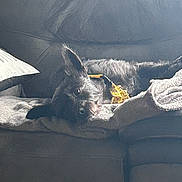 Taiko a rejoint le concours — aidez-le/la à gagner de superbes lots ! dog, black_dog, couch, blanket, collar, indoor, pet, resting, relaxed, sunlight, furniture, cozy, animal, fur, laying_down, home, comfort, canine, domestic, sleepy