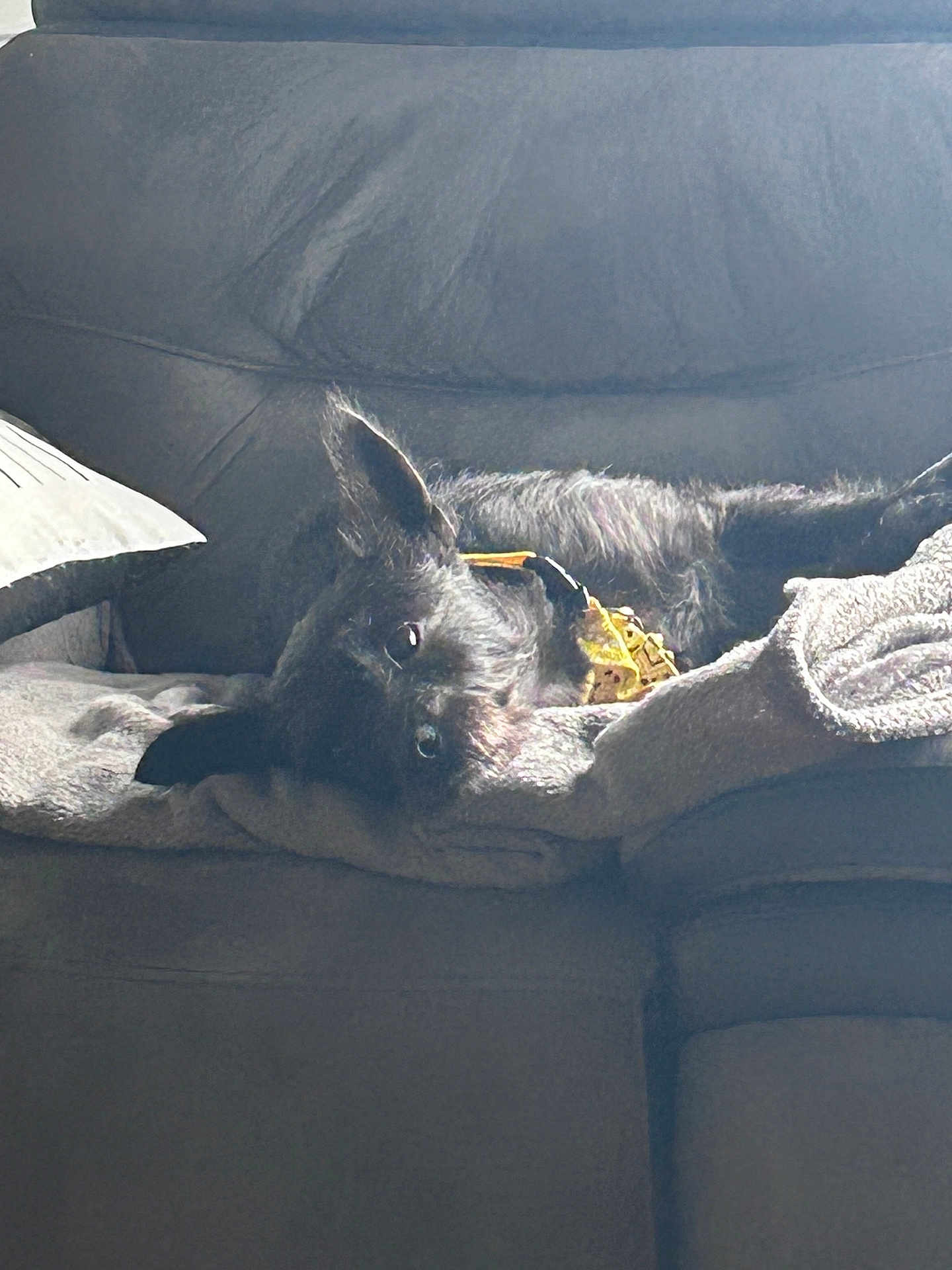 Taiko a rejoint le concours — aidez-le/la à gagner de superbes lots ! dog, black_dog, couch, blanket, collar, indoor, pet, resting, relaxed, sunlight, furniture, cozy, animal, fur, laying_down, home, comfort, canine, domestic, sleepy