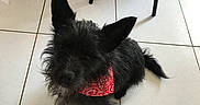Taiko participe au concours pour gagner de l'argent avec cette photo : animal, bandana, black_dog, canine, companion, cute, dog, domestic_animal, ears, floor, furniture, home, house, indoor, looking_up, pet, red_bandana, sitting, small_dog, tile_floor