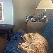 Meeko joined the competition — help win amazing prizes! blanket, cat, couch, cozy, domestic, fluffy, fur, furniture, home, indoor, lamp, living_room, orange_cat, paw, pet, relaxation, resting, sleeping, tail, television