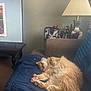 blanket, cat, couch, cozy, domestic, fluffy, fur, furniture, home, indoor, lamp, living_room, orange_cat, paw, pet, relaxation, resting, sleeping, tail, television