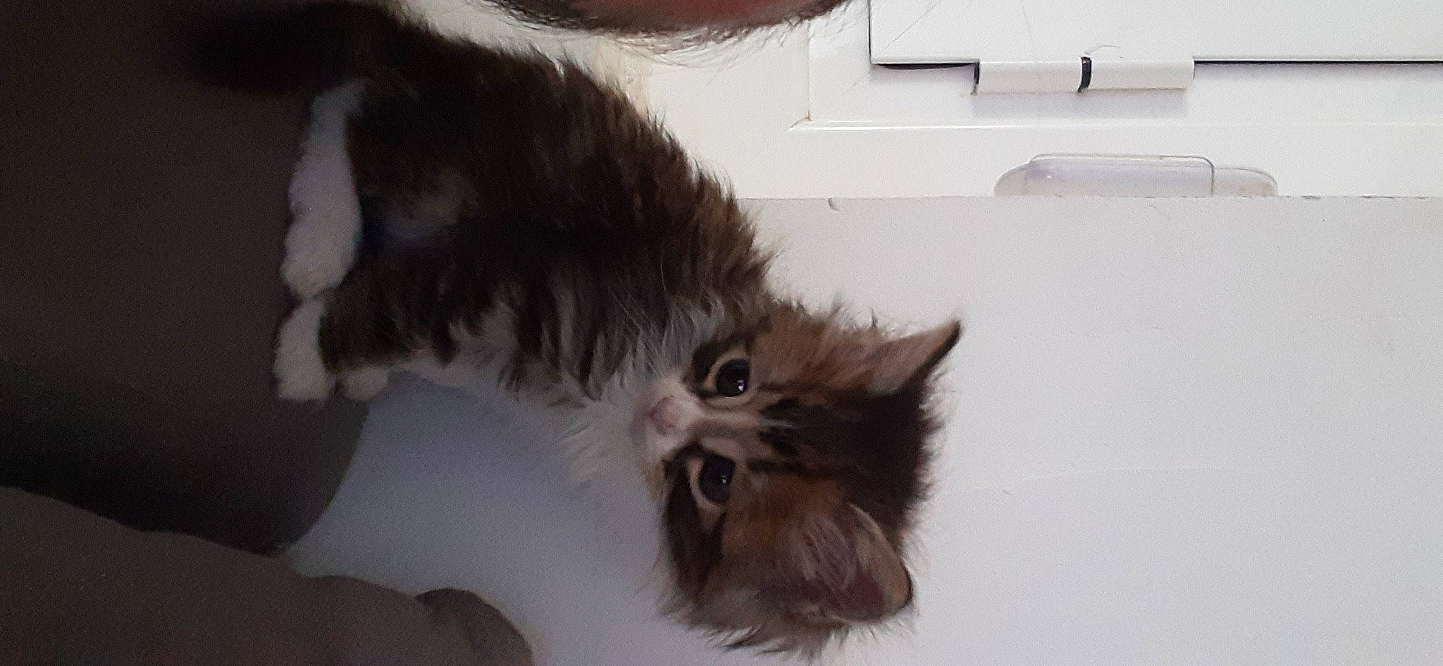 Neko a rejoint le concours — aidez-le/la à gagner de superbes lots ! british_longhair, canidae, carnivore, cat, claw, dog_breed, fawn, felidae, fur, grey, liver, paw, persian, small_to_medium_sized_cats, snout, tail, terrestrial_animal, whiskers