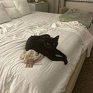 Jack And Dean joined the competition — help win amazing prizes! black_cat, bed, white_sheets, pillow, bedroom, nightstand, lamp, framed_photo, curtains, carpet, lace_garment, blanket, furniture, indoor, pet, animal, resting, cozy, soft_lighting, quiet
