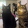 Jack And Dean joined the competition — help win amazing prizes! cat, black_cat, tabby_cat, pets, indoor, bed, white_bedspread, curious, wide_eyes, feline, animal, domestic_cat, two_cats, sitting, close_up, household, living_space, cute, alert, companions
