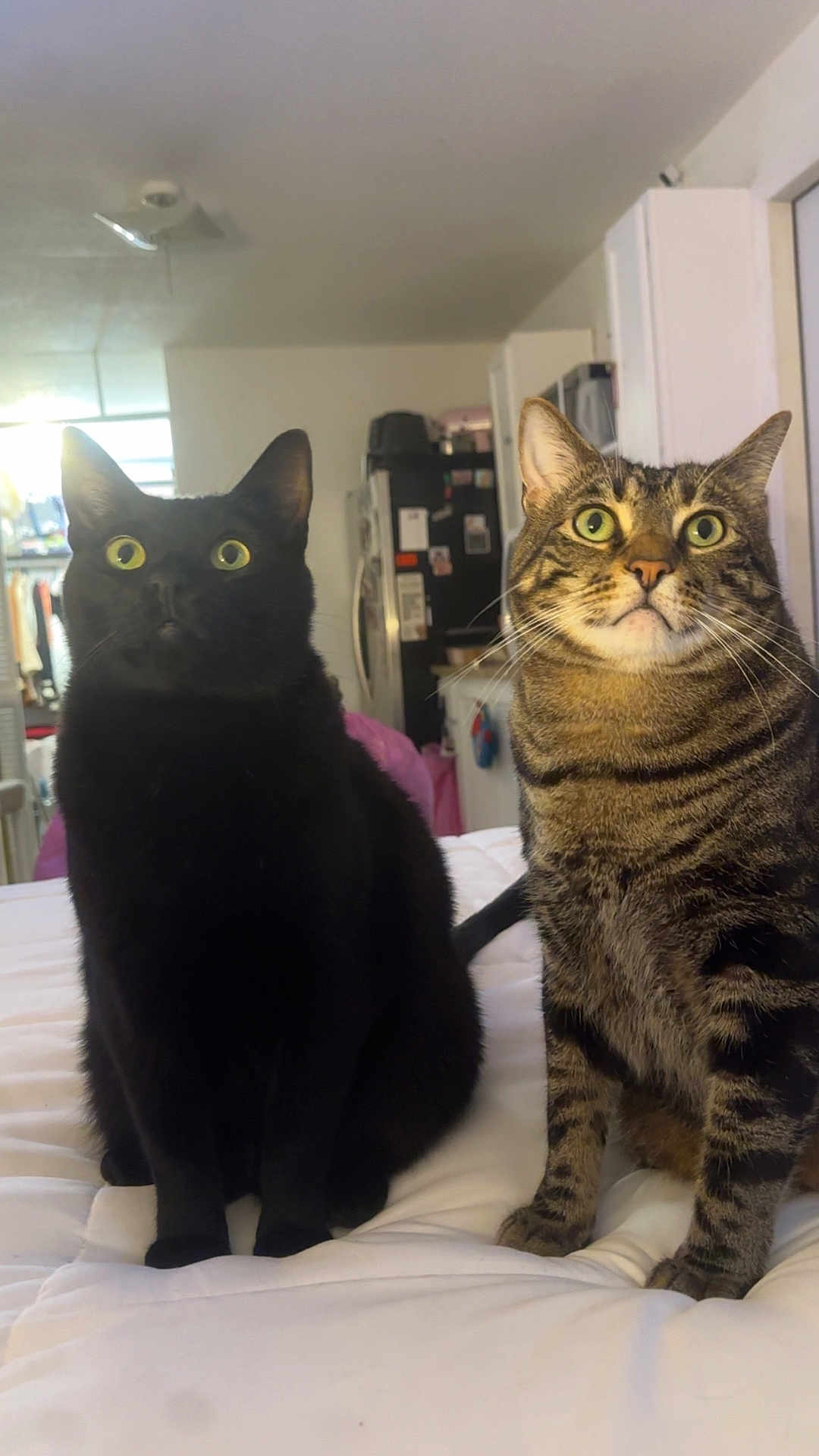 Jack And Dean joined the competition — help win amazing prizes! cat, black_cat, tabby_cat, pets, indoor, bed, white_bedspread, curious, wide_eyes, feline, animal, domestic_cat, two_cats, sitting, close_up, household, living_space, cute, alert, companions