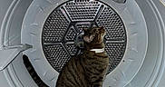 Romeo is registered to the contest to win money with this photo: animal, appliance, cat, close_up, collar, domestic_animal, feline, household, humorous, indoor, laundry, metal_drum, pet, sitting, striped_fur, tabby_cat, tail, washing_machine, whiskers, white_appliance