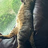 Romeo joined the competition — help win amazing prizes! animal, cat, couch, cozy, curtain, funny_pose, home, indoors, leather, paws, pet, relaxed, resting, sleeping, sprawled, striped_fur, sunlight, tabby, tail, window