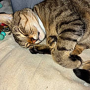 Romeo is registered to the contest to win money with this photo: animal, cat, closed_eyes, couch, cozy, curled_up, cushion, feline, fur, indoors, nap, paws, pet, pink_nose, portrait, relaxed, sleeping, striped_fur, tabby_cat, whiskers
