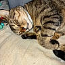 animal, cat, closed_eyes, couch, cozy, curled_up, cushion, feline, fur, indoors, nap, paws, pet, pink_nose, portrait, relaxed, sleeping, striped_fur, tabby_cat, whiskers