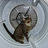Romeo joined the competition — help win amazing prizes! animal, appliance, cat, close_up, ears, feline, funny, home, indoors, inside_washing_machine, laundry, metal_drum, pet, portrait, sitting, striped_fur, tabby_cat, tail, washing_machine, whiskers