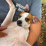 Teddy is registered to the contest to win money with this photo: animal, arm, brown_coat, closeup, cuddle, dog, ears, eyes, grass, hand, nature, nose, outdoor, person, pet, portrait, relaxed, rocks, shirt, white_coat