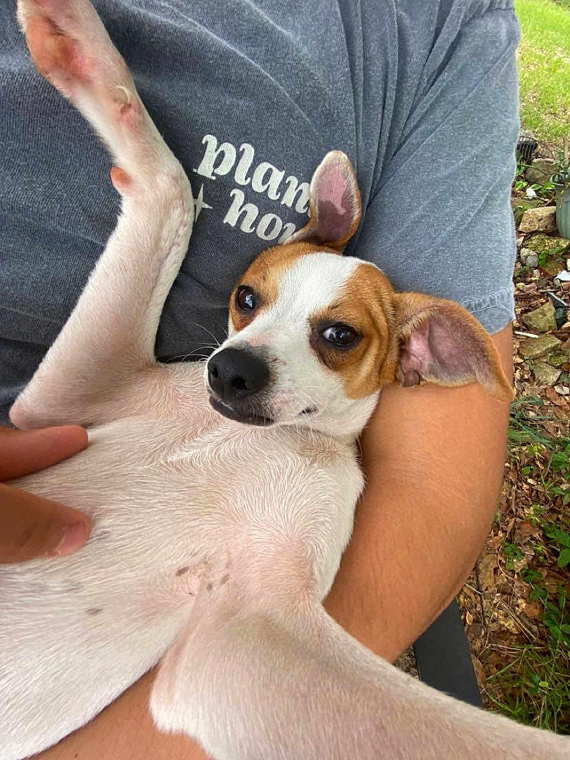 Teddy is registered to the contest to win money with this photo: animal, arm, brown_coat, closeup, cuddle, dog, ears, eyes, grass, hand, nature, nose, outdoor, person, pet, portrait, relaxed, rocks, shirt, white_coat