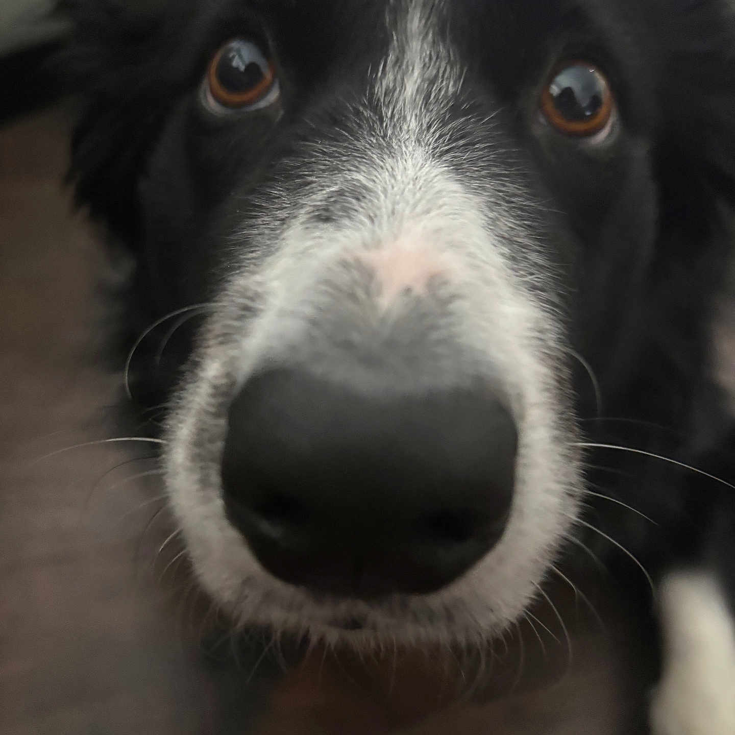 Dolly joined the competition — help win amazing prizes! animal, black_and_white, brown_eyes, canine, close_up, curious, cute, dog, expression, floor, focus, fur, indoor, muzzle, nose, pet, portrait, snout, whiskers