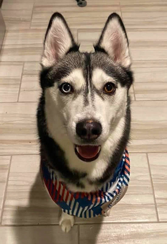 Kiera is registered to the contest to win money with this photo: art, canidae, canis, carnivore, dog, dog_breed, eye, font, fur, head, iris, jaw, recreation, siberian_husky, sled_dog, snout, sporting_group, whiskers, wildlife, wood