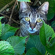 Nala participe au concours pour gagner de l'argent avec cette photo : cat, tabby_cat, animal, pet, yellow_eyes, green_leaves, foliage, nature, outdoor, curious, closeup, wildlife, camouflage, plant, branch, eye_contact, mammal, whiskers, ears, garden