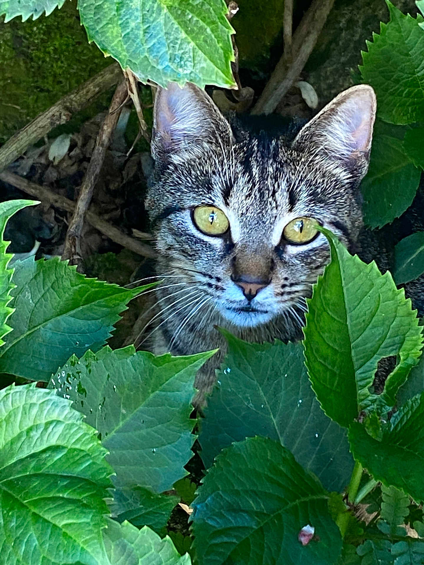 Nala