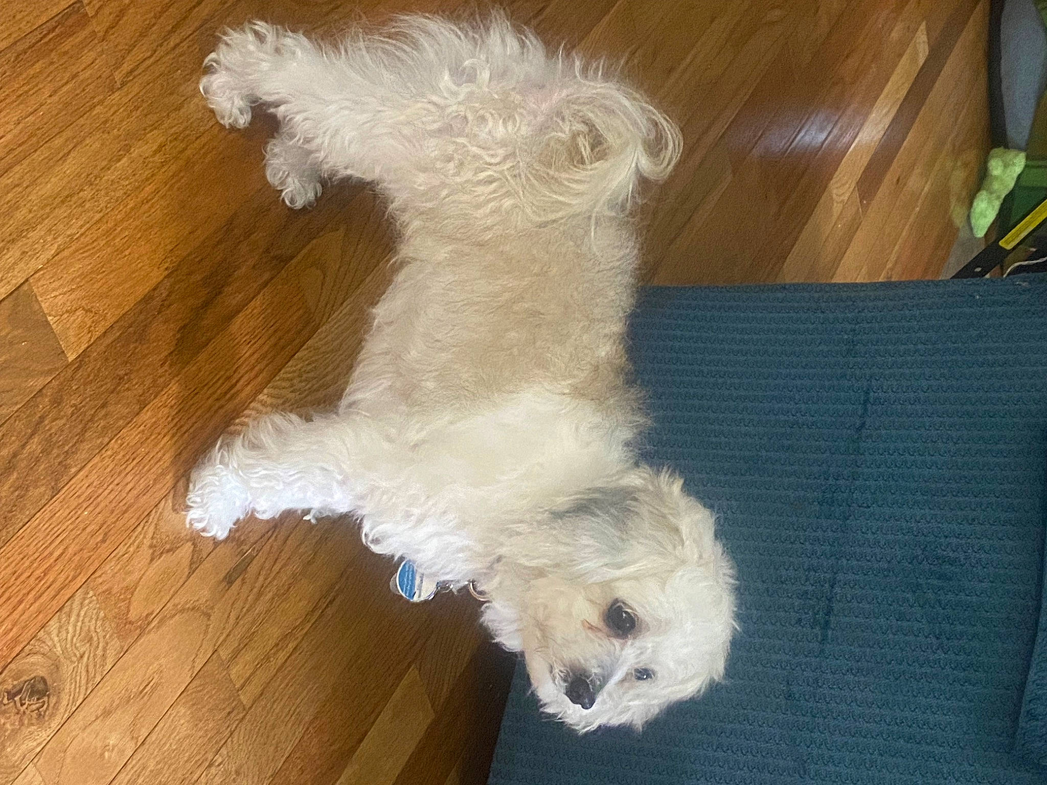 Wren is registered to the contest to win money with this photo: carnivore, companion_dog, dog, dog_breed, dog_clothes, dog_supply, fawn, flooring, fur, hardwood, labradoodle, plank, small_terrier, tail, terrier, toy_dog, varnish, wood, wood_stain, working_animal