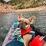 Koji is registered to the contest to win money with this photo: french_bulldog, dog, life_jacket, kayak, lake, water, outdoor, nature, hill, rock, sky, cloud, pet, animal, adventure, summer, water_sport, paddle, recreation, travel
