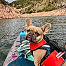 french_bulldog, dog, life_jacket, kayak, lake, water, outdoor, nature, hill, rock, sky, cloud, pet, animal, adventure, summer, water_sport, paddle, recreation, travel