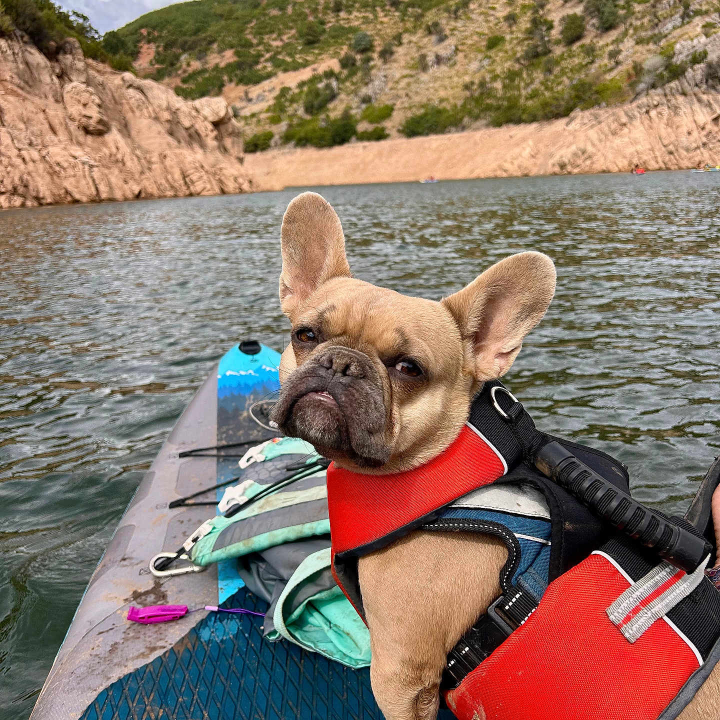 Koji is registered to the contest to win money with this photo: french_bulldog, dog, life_jacket, kayak, lake, water, outdoor, nature, hill, rock, sky, cloud, pet, animal, adventure, summer, water_sport, paddle, recreation, travel