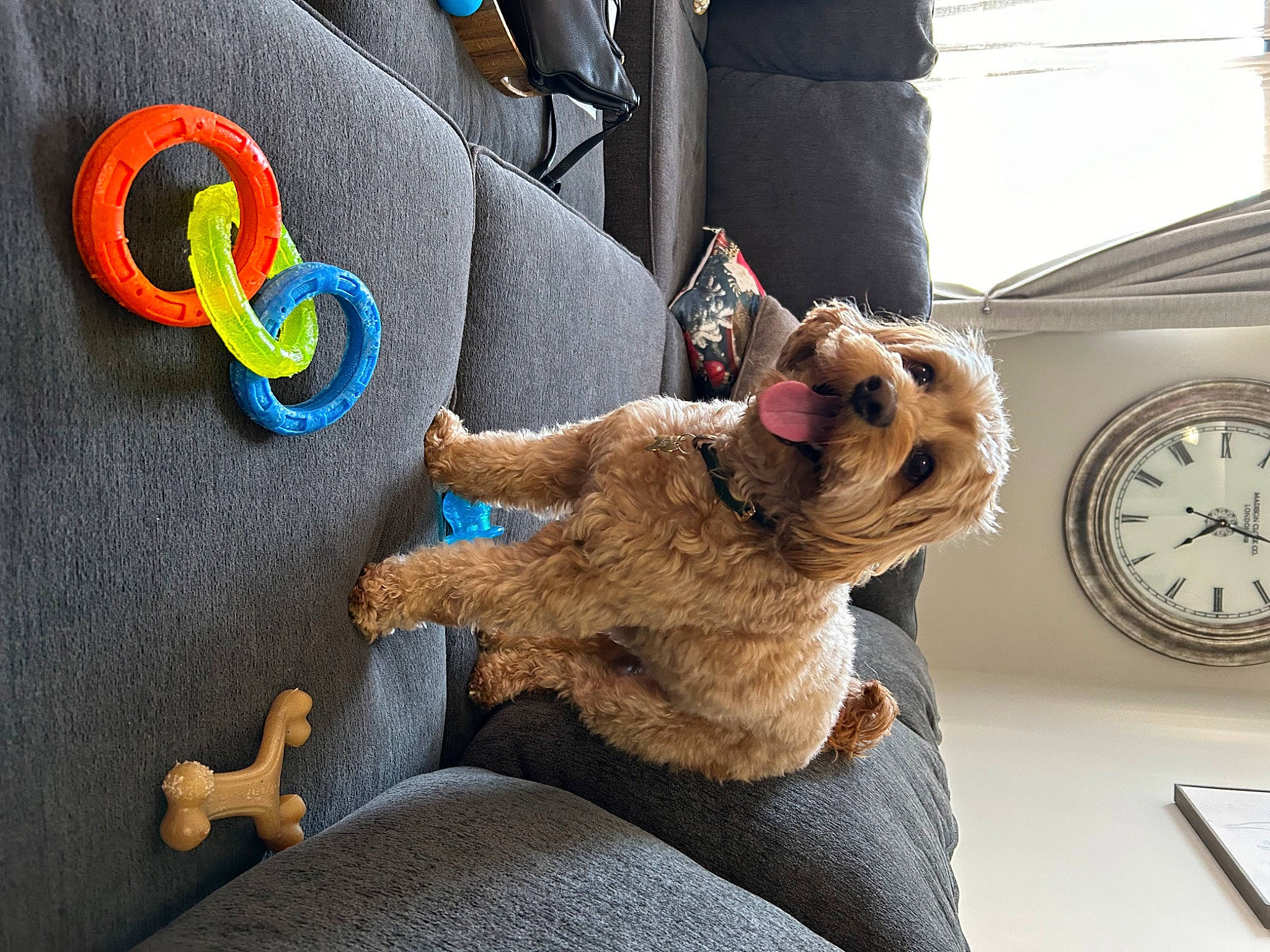 Leo joined the competition — help win amazing prizes! auto_part, car_seat, child, clock, comfort, companion_dog, domestic_short_haired_cat, fawn, felidae, fur, gesture, linens, paw, plush, room, small_to_medium_sized_cats, stuffed_toy, tail, teddy_bear, toy