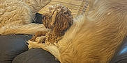 Peggy joined the competition — help win amazing prizes! dog, couch, window, blinds, pillow, leather, wood_floor, indoor, resting, pet, fur, small_dog, large_dog, medium_dog, cozy, relaxed, pile, animal, domestic, home