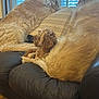 dog, couch, window, blinds, pillow, leather, wood_floor, indoor, resting, pet, fur, small_dog, large_dog, medium_dog, cozy, relaxed, pile, animal, domestic, home