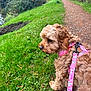 Peggy is registered to the contest to win money with this photo: dog, small_dog, curly_fur, pink_harness, leash, grass, path, outdoor, nature, greenery, walking, pet, canine, side_view, fur, park, leisure, daytime, scenic, animal