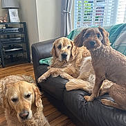 Peggy is registered to the contest to win money with this photo: dog, golden_retriever, curly_hair_dog, couch, living_room, window, curtains, wooden_floor, lamp, blanket, shelf, indoor, pet, animal, relaxed, furniture, sunlight, black_couch, three_dogs, home