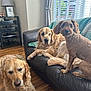 dog, golden_retriever, curly_hair_dog, couch, living_room, window, curtains, wooden_floor, lamp, blanket, shelf, indoor, pet, animal, relaxed, furniture, sunlight, black_couch, three_dogs, home