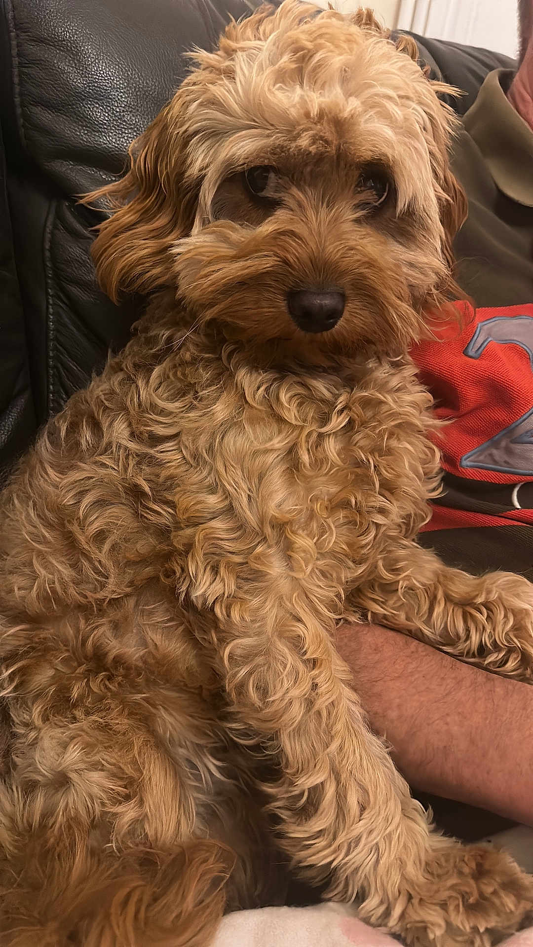 Peggy joined the competition — help win amazing prizes! dog, curly_fur, brown_fur, pet, indoor, couch, leather_couch, human_arm, red_shirt, number_two, resting, relaxed, close_up, companion, furry, domestic_animal, animal_face, paw, seated, cozy