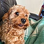 Peggy is registered to the contest to win money with this photo: dog, curly_fur, brown_dog, pet, indoor, blanket, couch, close_up, animal, fur, cute, relaxed, companion, canine, home, portrait, snout, ears, whiskers, friendly