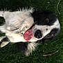 animal, black_and_white, canine, closeup, collar, cute, dog, friendly, fur, grass, happy, lying_down, mammal, nature, outdoor, pet, pets, playful, summer, tongue_out
