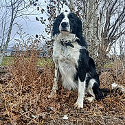 Samson is registered to the contest to win money with this photo: animal, bare_tree, black_and_white, calm, cloudy_sky, collar, dog, dry_leaf, fur, grass, ground, leaf, nature, outdoor, pet, rural, sitting, tree, watchful, winter