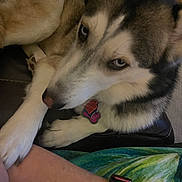 Luna is registered to the contest to win money with this photo: dog, husky, paw, person, arm, indoor, couch, leather, pet, closeup, fur, collar, tag, blue_eyes, resting, companionship, animal, friendship, comfort, relaxation
