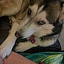 dog, husky, paw, person, arm, indoor, couch, leather, pet, closeup, fur, collar, tag, blue_eyes, resting, companionship, animal, friendship, comfort, relaxation