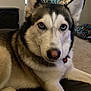 Luna is registered to the contest to win money with this photo: dog, siberian_husky, heterochromia, indoor, pet, animal, fur, ears, nose, eyes, lying_down, living_room, cushion, carpet, lamp, picture_frame, tail, collar, comfortable, home