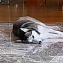 Luna joined the competition — help win amazing prizes! husky, dog, animal, pet, lying_down, indoor, floor, marble_floor, wood_floor, relaxed, resting, canine, fur, ears, nose, eyes, home, furniture_legs, quiet, calm