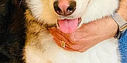 Luna is registered to the contest to win money with this photo: dog, husky, bunny_ears, tongue_out, person, hand, blue_shirt, indoor, tile_floor, pet, animal, cute, playful, costume, fur, white, brown, black, ears, expression
