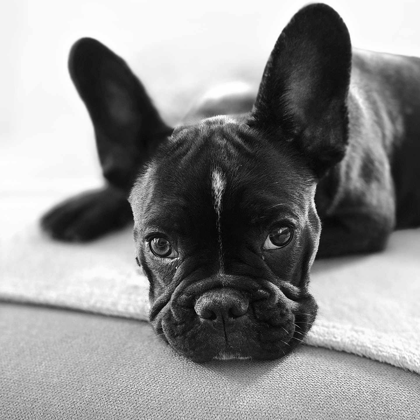 Aïkho participe au concours pour gagner de l'argent avec cette photo : animal, black_and_white, close_up, cute, dog, ears, expression, eyes, face, french_bulldog, fur, indoor, looking, lying_down, nose, pet, portrait, resting, soft_texture, wrinkles