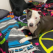 Nakita Jo joined the competition — help win amazing prizes! dog, pit_bull, bed, blanket, pillow, colorful, peace_sign, flower_pattern, indoor, resting, black_and_white, canine, collar, headboard, textile, woven_blanket, paw, fur, pet, cozy