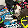 dog, pit_bull, bed, blanket, pillow, colorful, peace_sign, flower_pattern, indoor, resting, black_and_white, canine, collar, headboard, textile, woven_blanket, paw, fur, pet, cozy